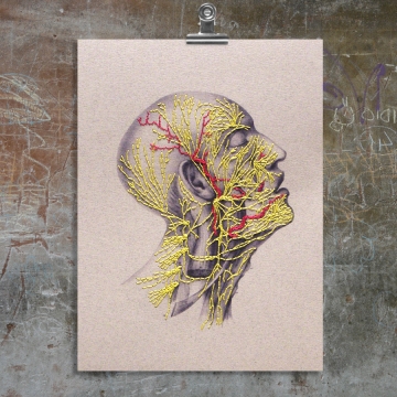 Nervous System of the Head. Paper Embroidery