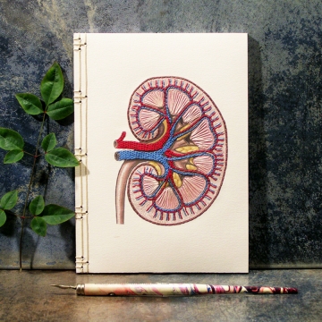Kidney Anatomy Journal