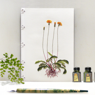 Dandelion Plant. Botanical Journal