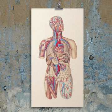 Circulatory System of the Human Body. Embroidered Anatomy