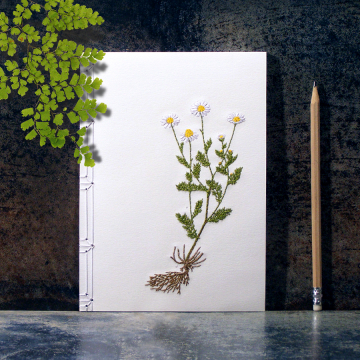 Chamomiles. Botanical Journal Chamomiles. Botanical Journal