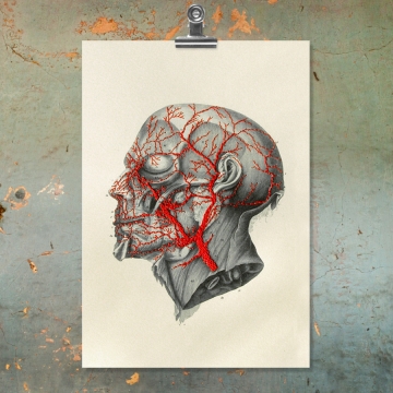 Blood Circulation of the Head