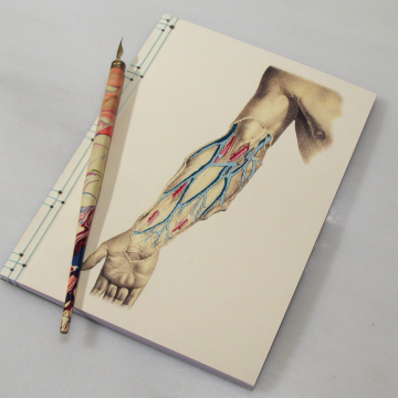Arm Anatomy Journal