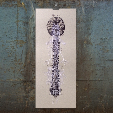 Nerves of the Spine. Anatomical Paper Embroidery