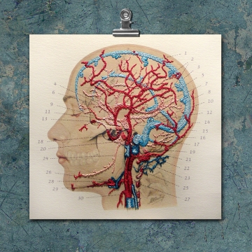 Anatomy Art. Veins and Arteries of the Head
