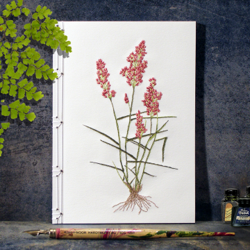 Natal Grass. Botanical Journal