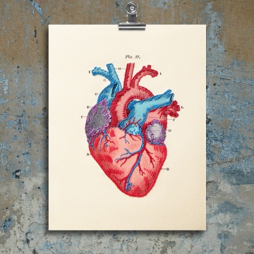 Anatomical Heart. Paper Embroidery
