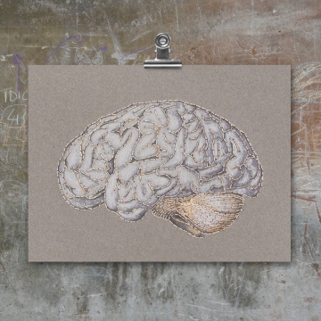 Anatomical Brain. Paper Embroidery
